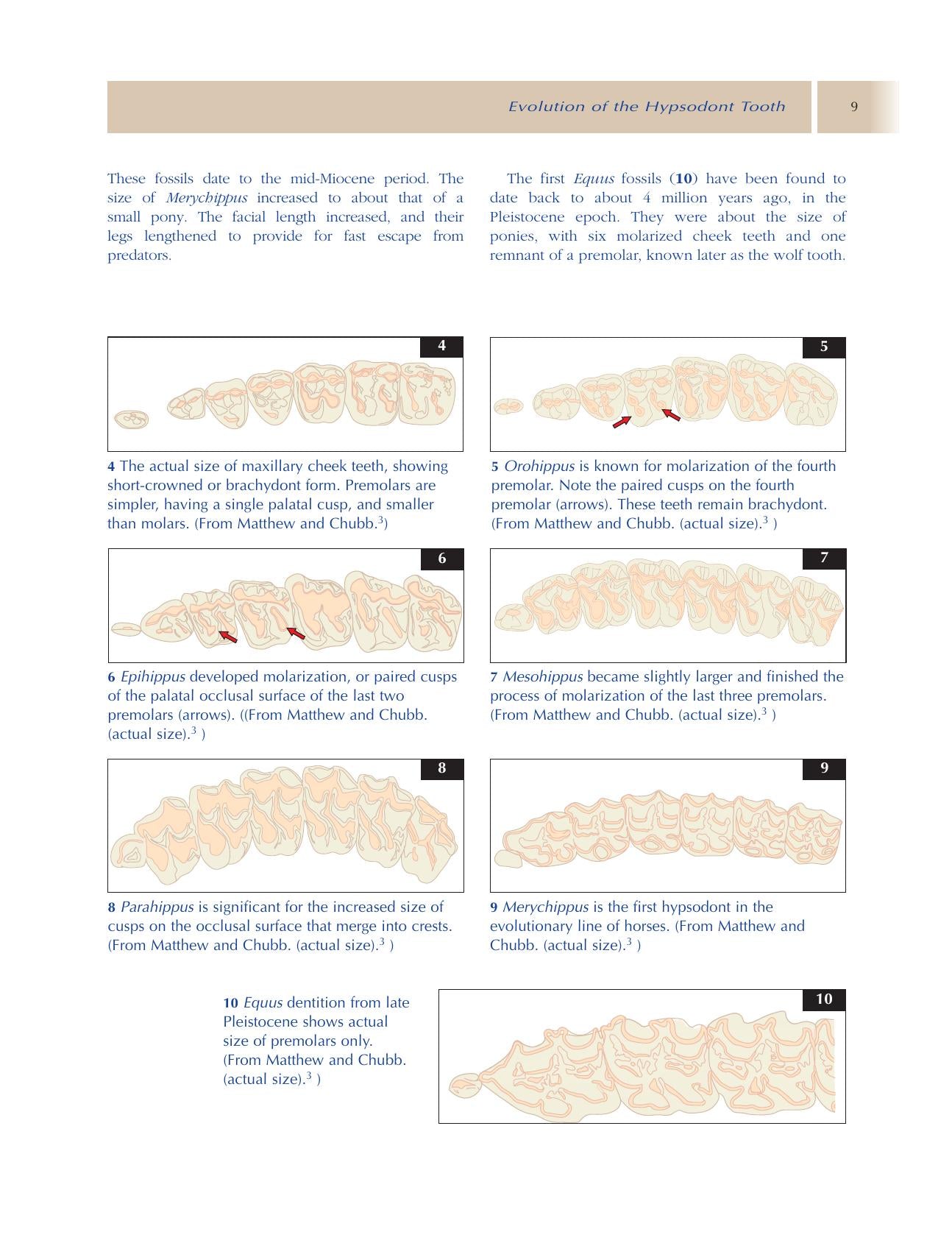 Principles Of Equine Dentistry