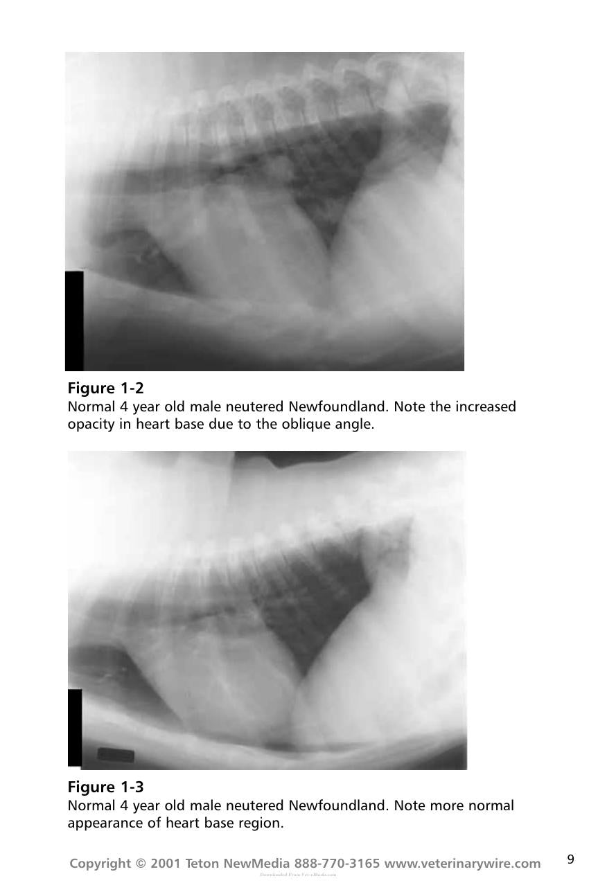 Thoracic Radiology For The Small Animal Practitioner