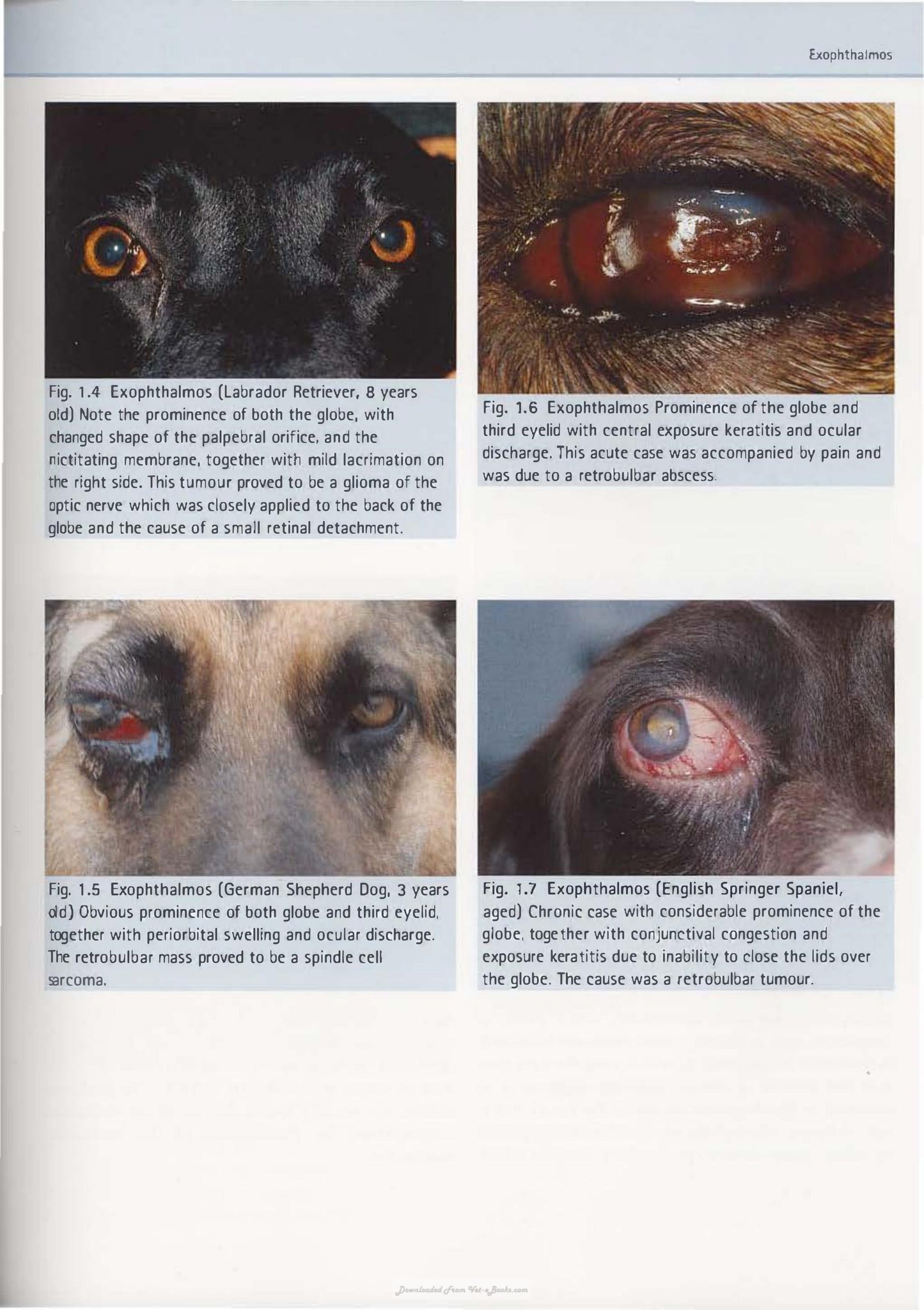 Diagnostic Atlas Of Veterinary Ophthalmology