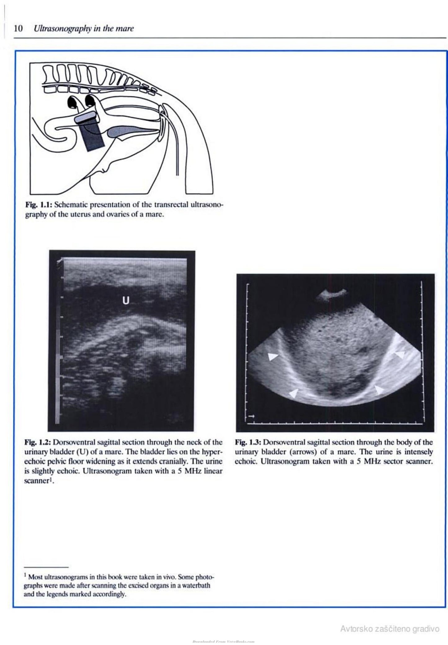 Veterinary Reproductive Ultrasonography