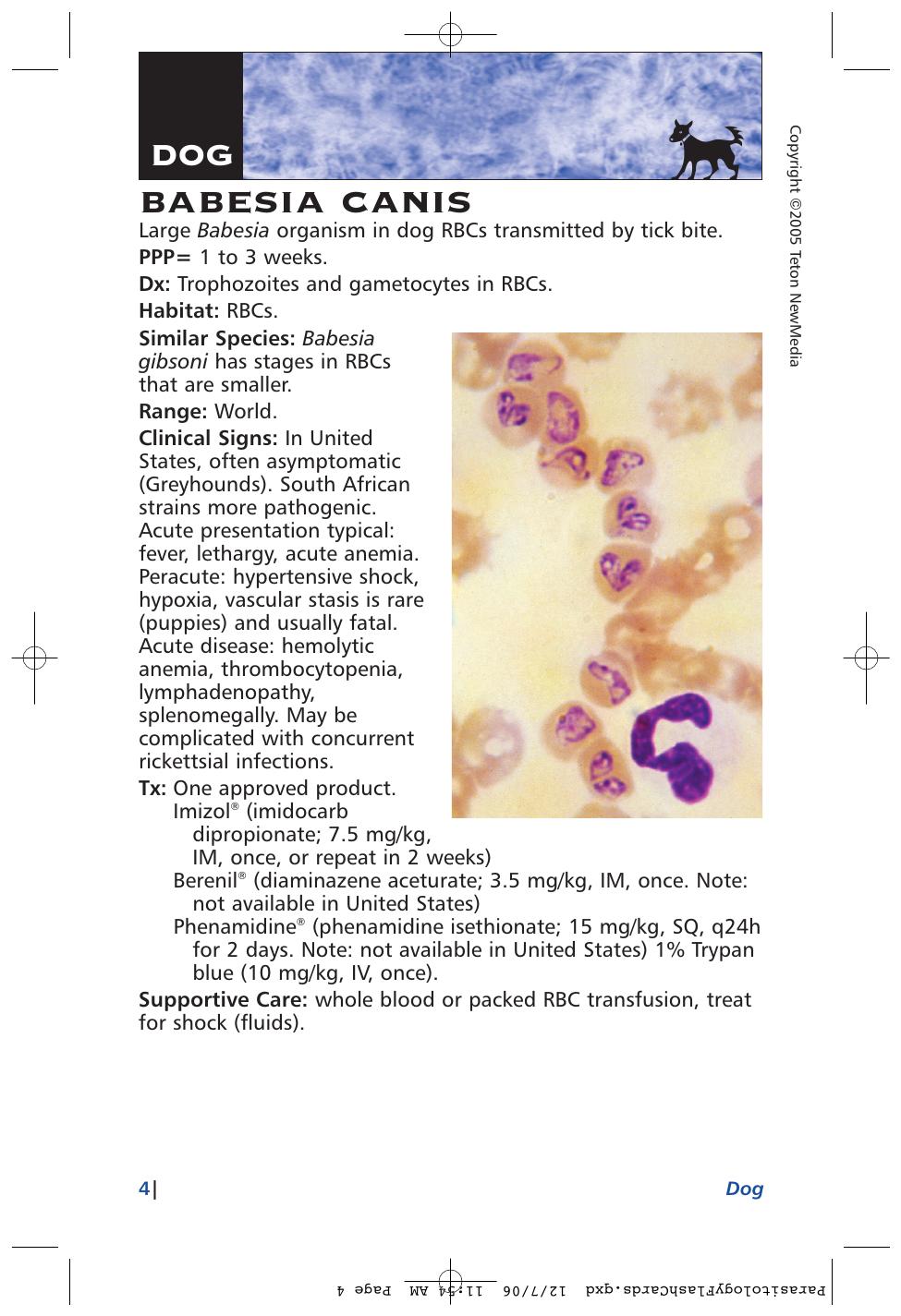 Parasitology Diagnosis And Treatment Of Common Parasitisms In Dogs And Cats