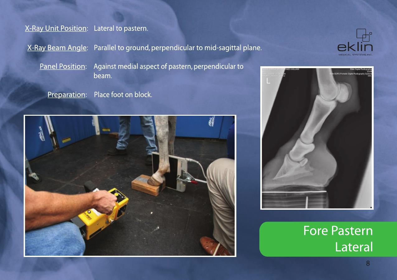 Equine Radiographic Positioning Guide