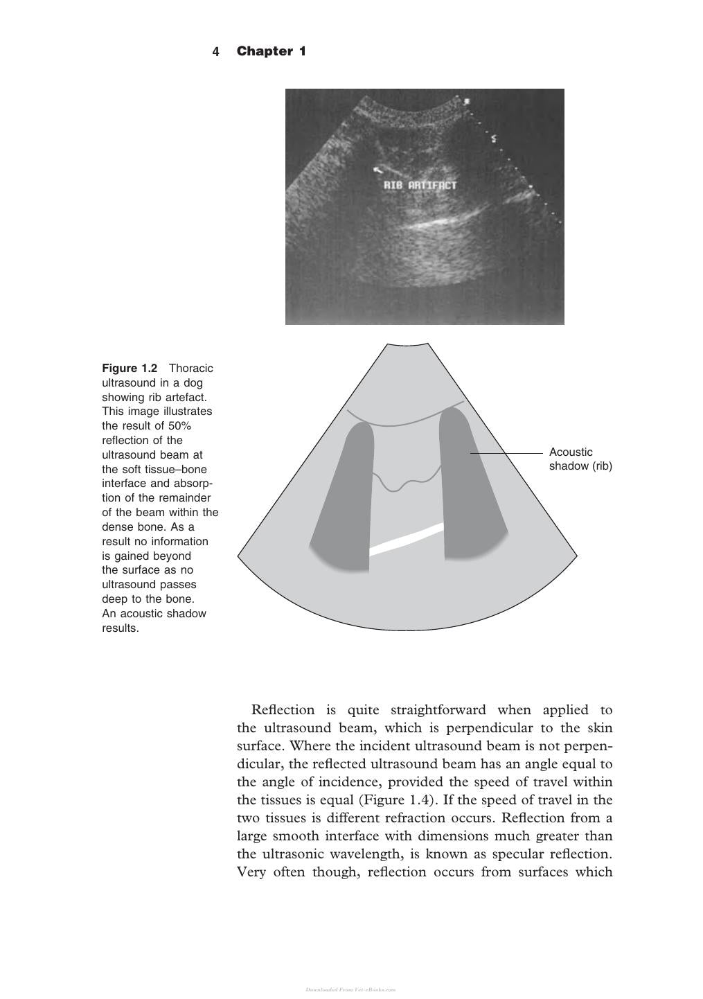 Diagnostic Ultrasound In Small Animal Practice