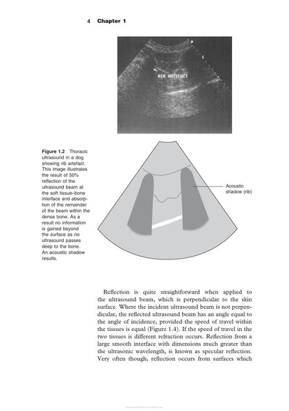 Diagnostic Ultrasound in Small Animal Practice