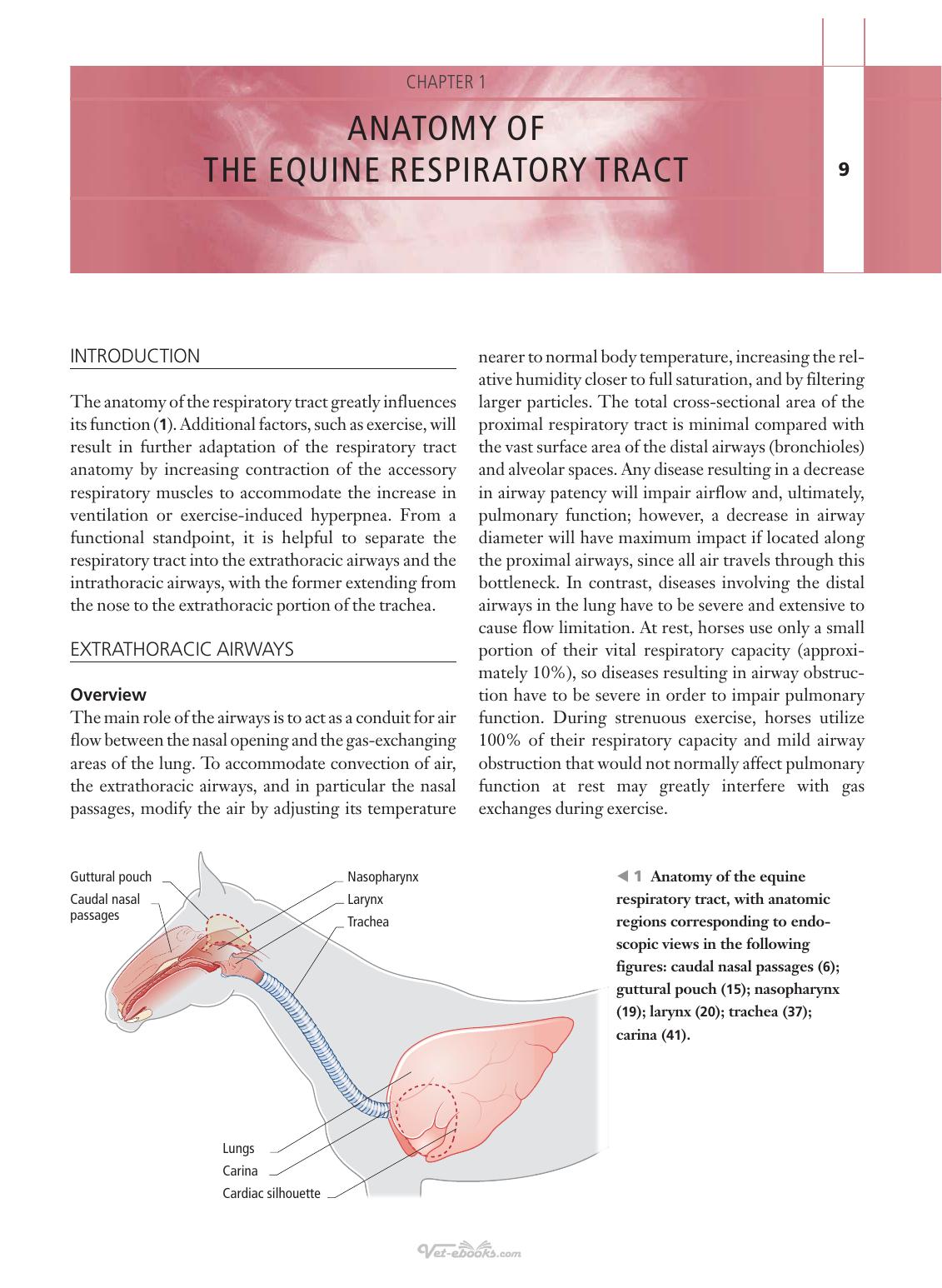 Respiratory Diseases Of The Horse A Problem Oriented Approach To Diagnosis And Management