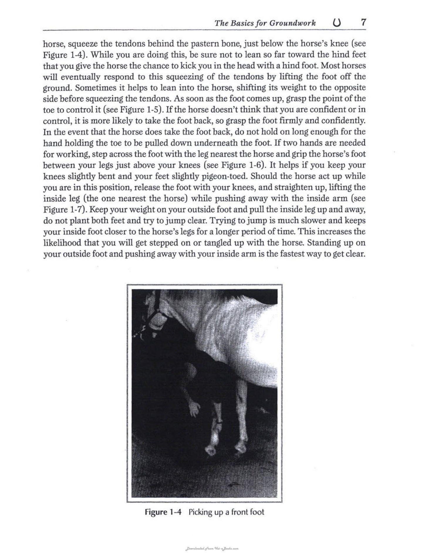 Equine Safety