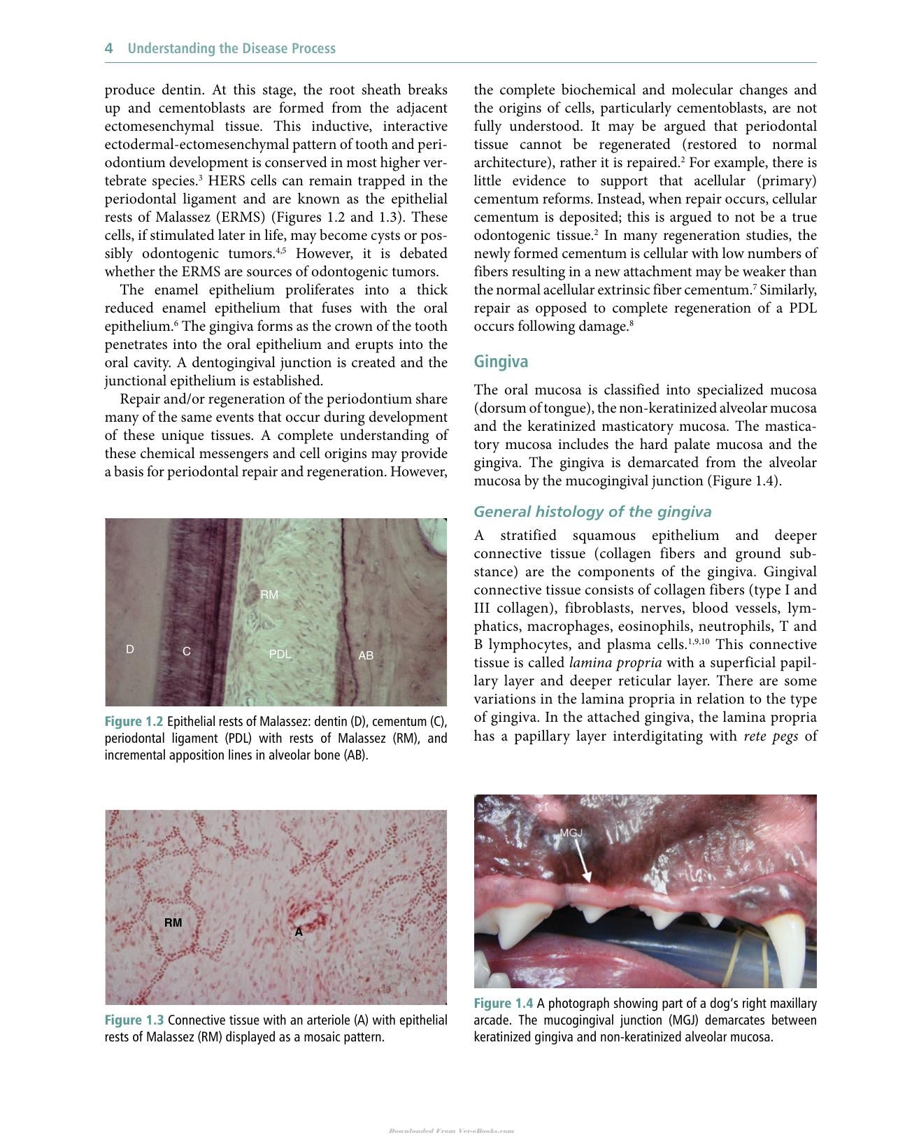 Veterinary Periodontology