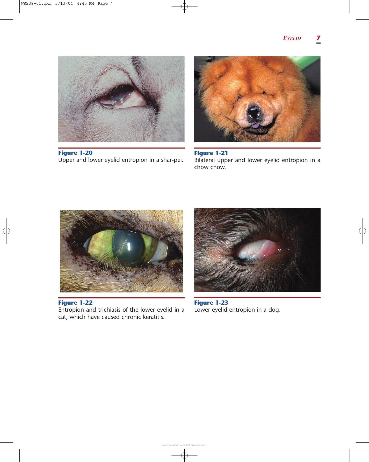 Color Atlas Of Canine And Feline Ophthalmology