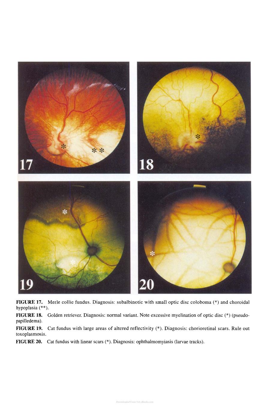 Small Animal Ophthalmology Secrets