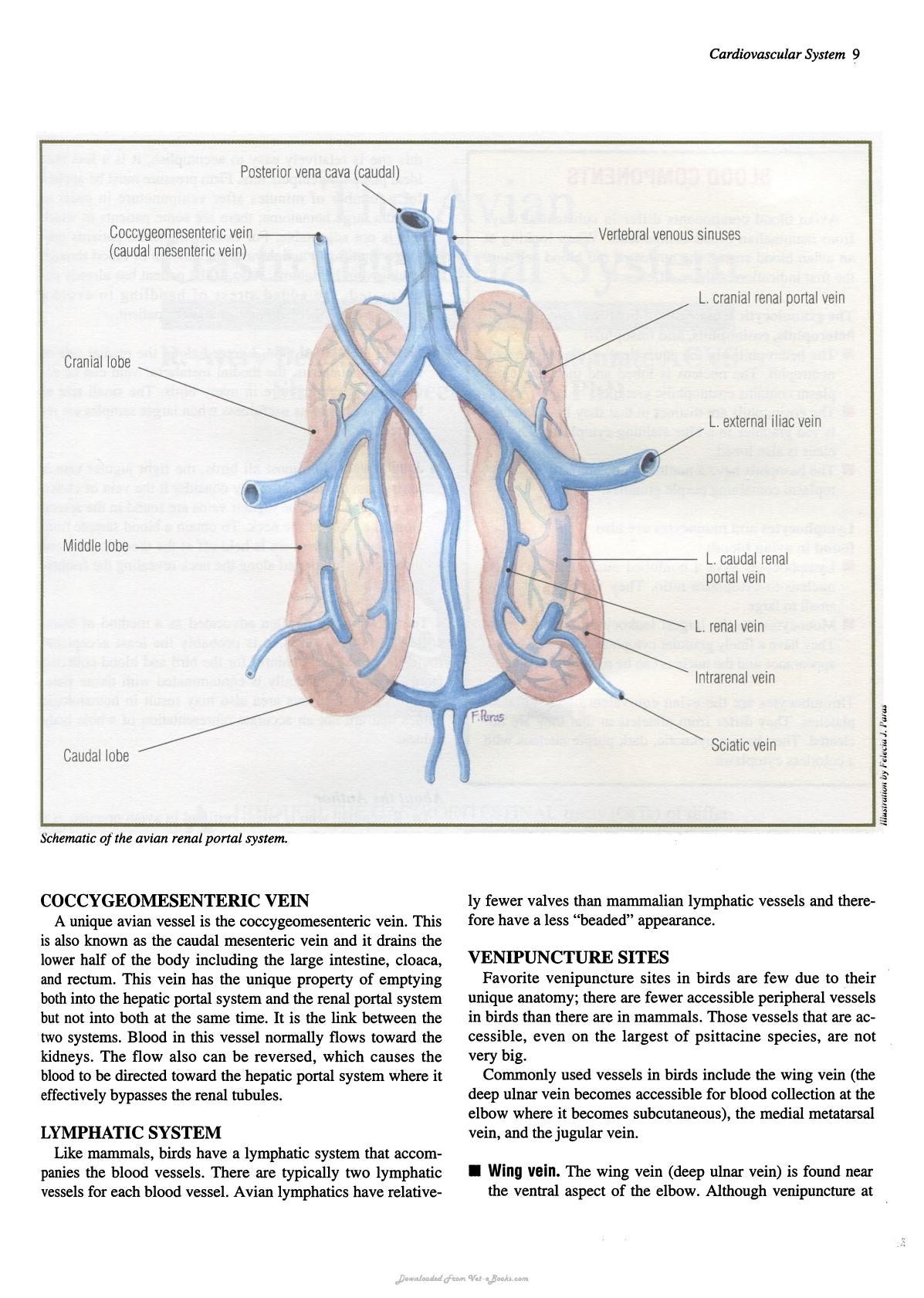 Practical Avian Medicine