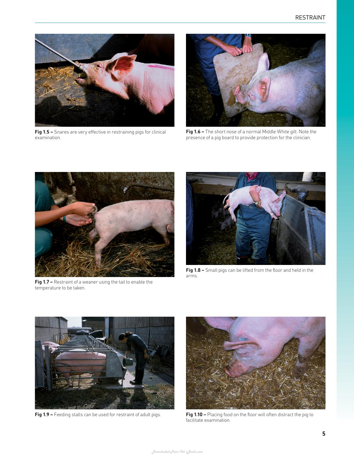 Handbook Of Pig Medicine