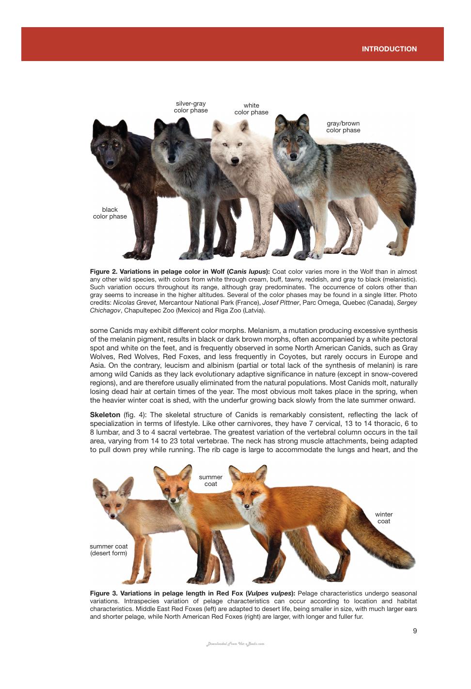 Canids Of The World Wolves Wild Dogs Foxes Jackals Coyotes And Their Relatives