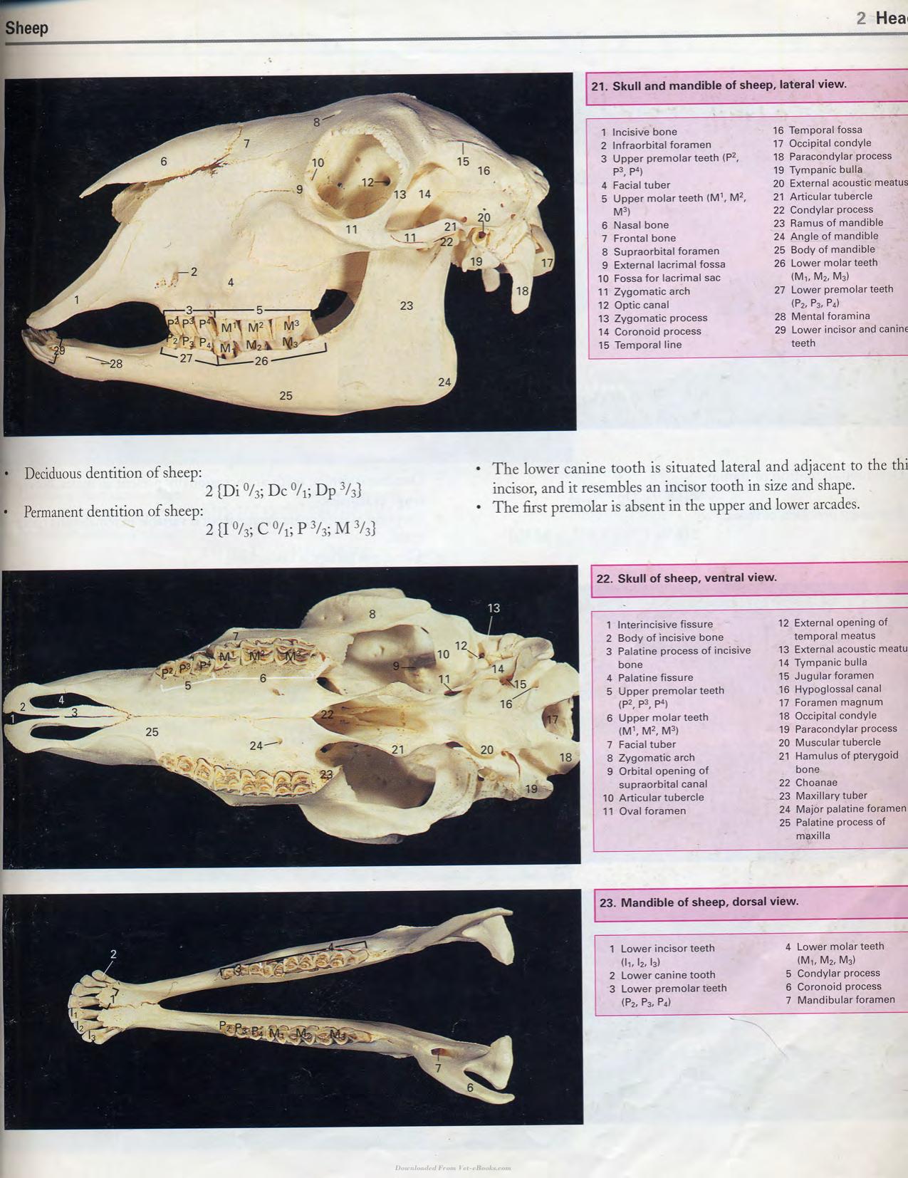 Color Atlas Of Large Animal Applied Anatomy 1St Edition