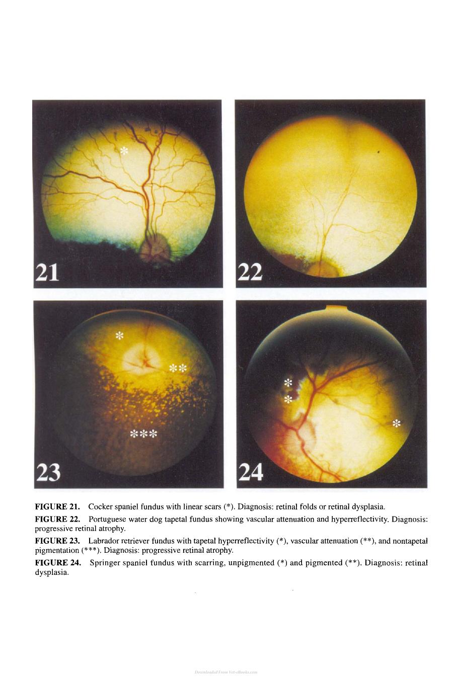 Small Animal Ophthalmology Secrets