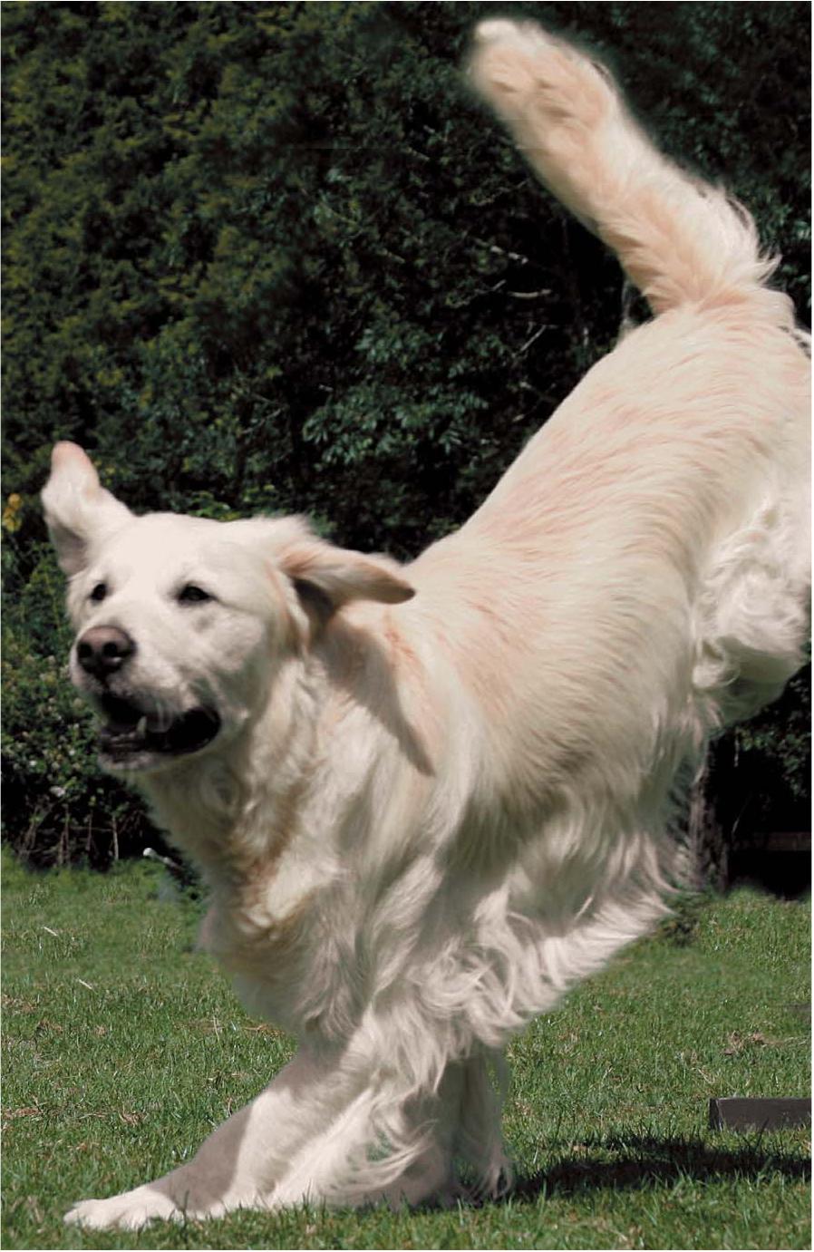Physical Therapy And Massage For The Dog