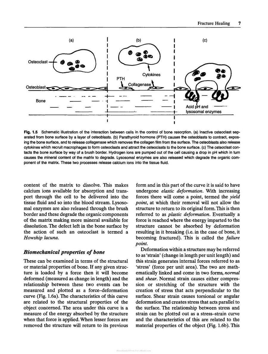 Preview page of A Guide to Canine and Feline Orthopaedic Surgery 4th Edition