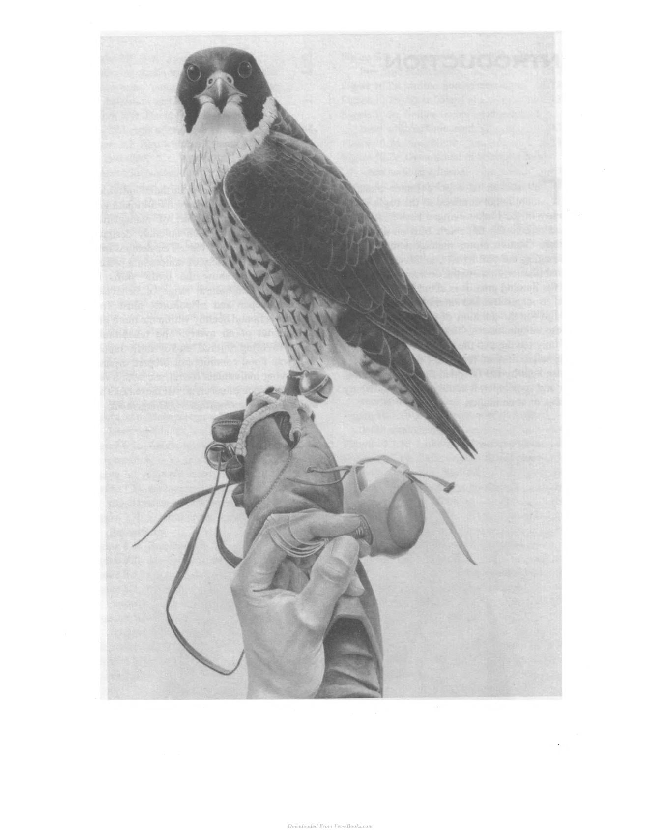 Captive Raptor Management And Rehabilitation