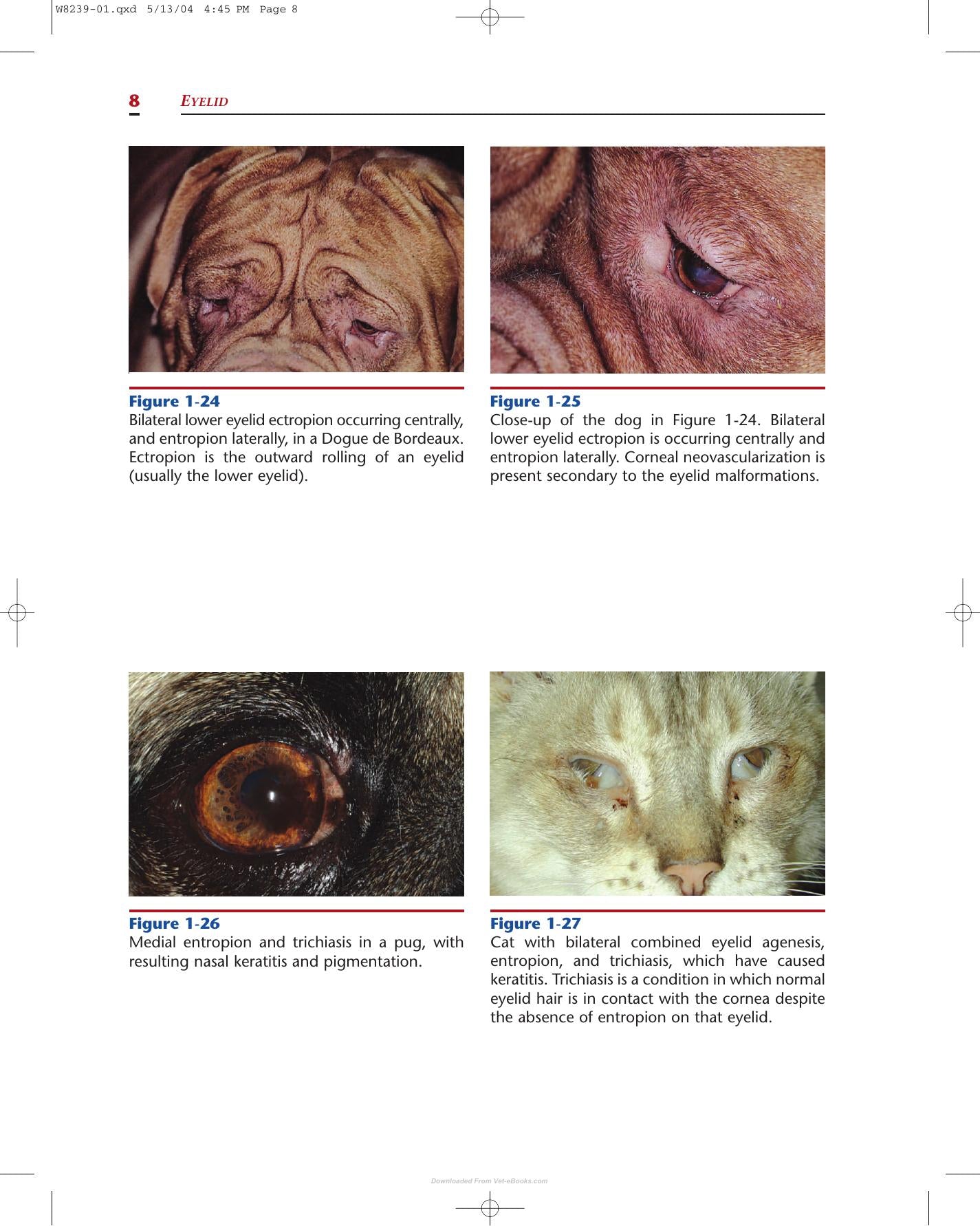 Color Atlas Of Canine And Feline Ophthalmology