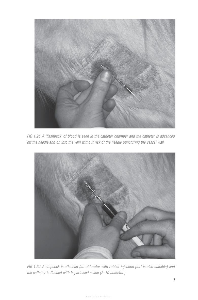 Handbook Of Equine Anaesthesia 2Nd