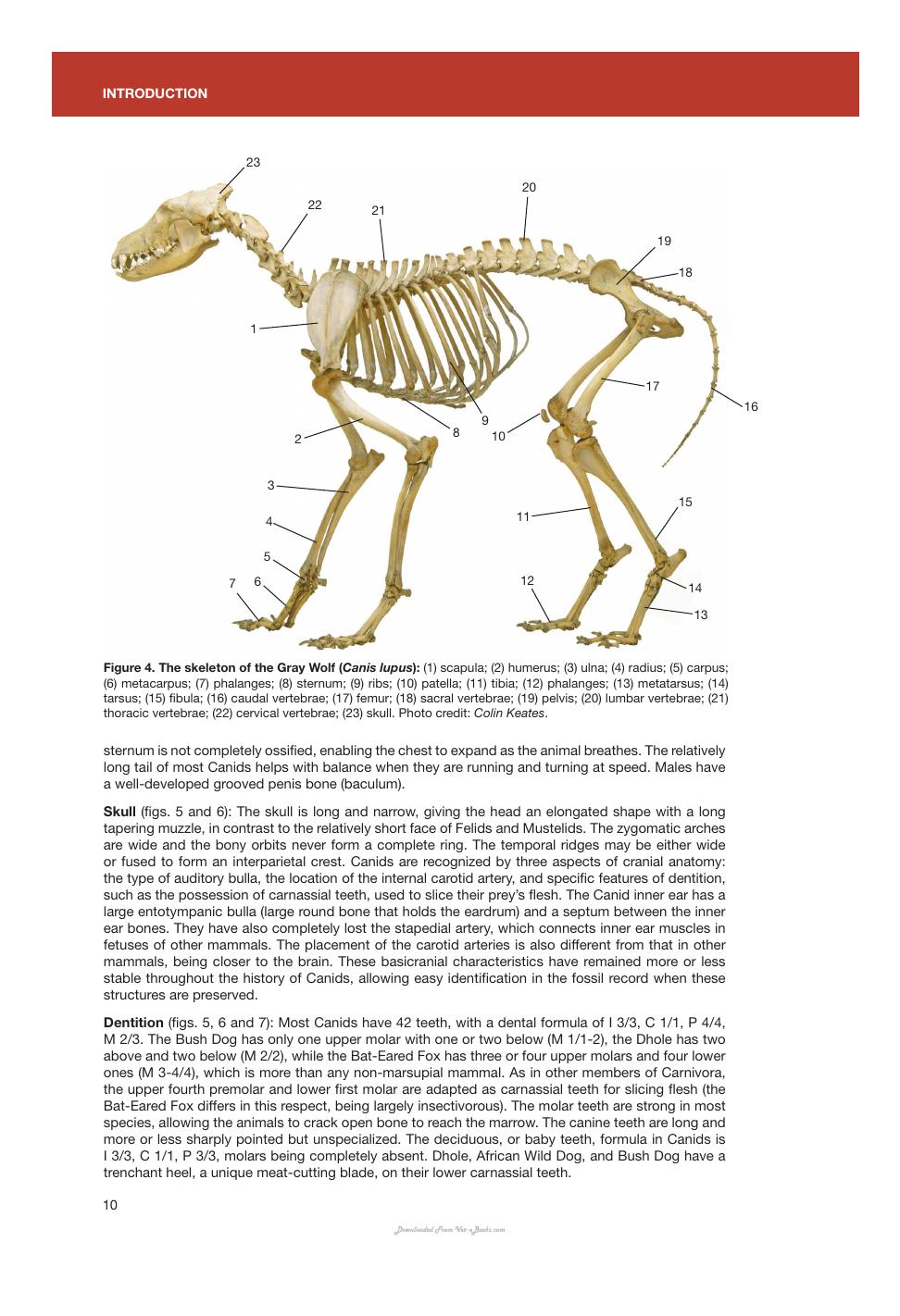 Canids Of The World Wolves Wild Dogs Foxes Jackals Coyotes And Their Relatives