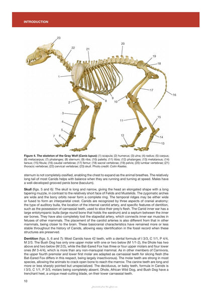Canids of the World Wolves Wild Dogs Foxes Jackals Coyotes and Their Relatives