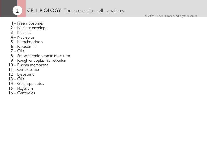 Introduction To Veterinary Anatomy And Physiology Flashcards
