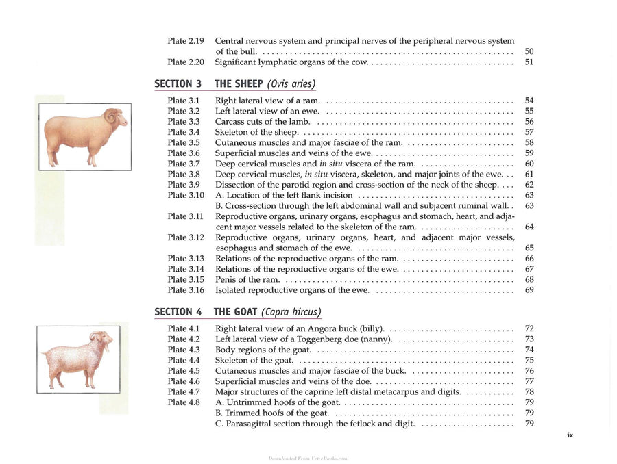 Preview page of Spurgeon's Color Atlas of Large Animal Anatomy: The Essentials