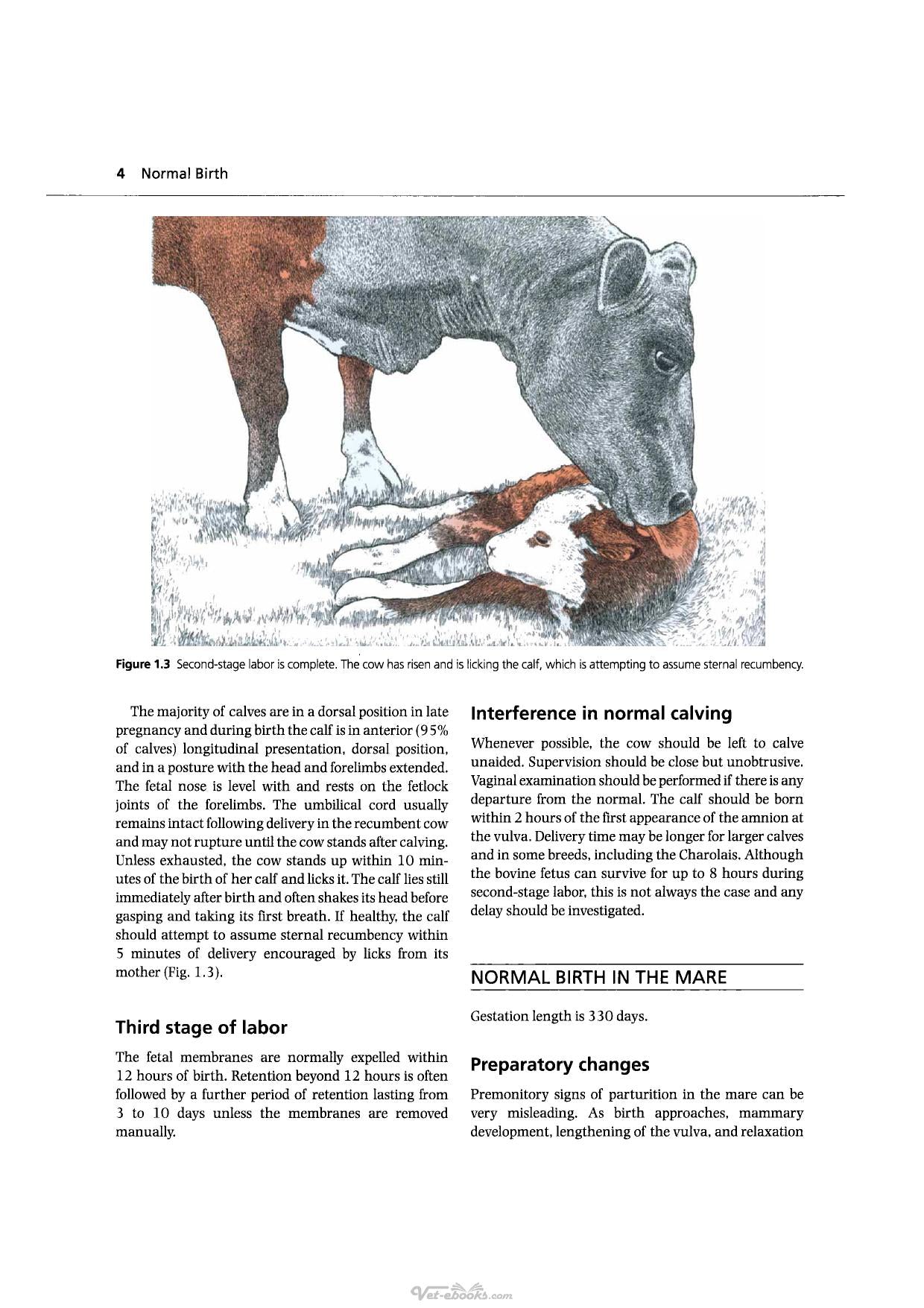Handbook Of Veterinary Obstetrics 2Nd Edition
