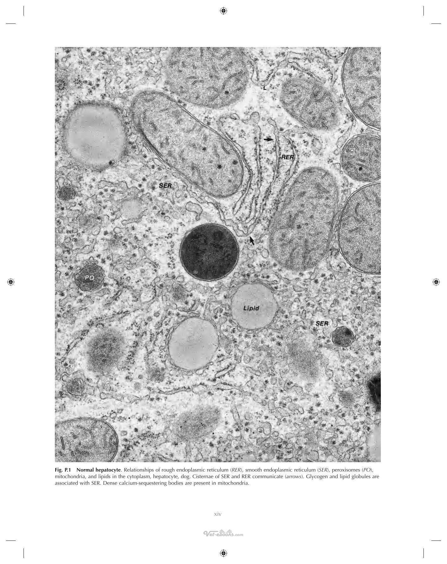 Ultrastructural Pathology The Comparative Cellular Basis Of Disease 2Nd Edition
