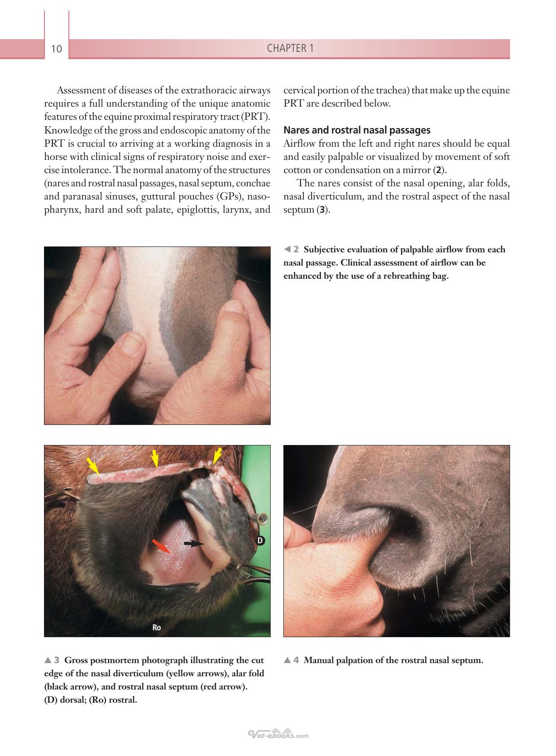 Respiratory Diseases Of The Horse A Problem Oriented Approach To Diagnosis And Management