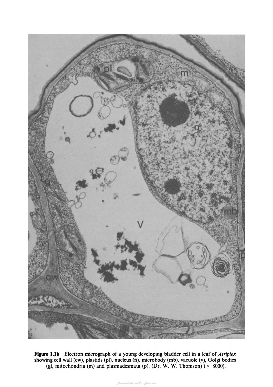 Biochemistry And Structure Of Cell Organelle