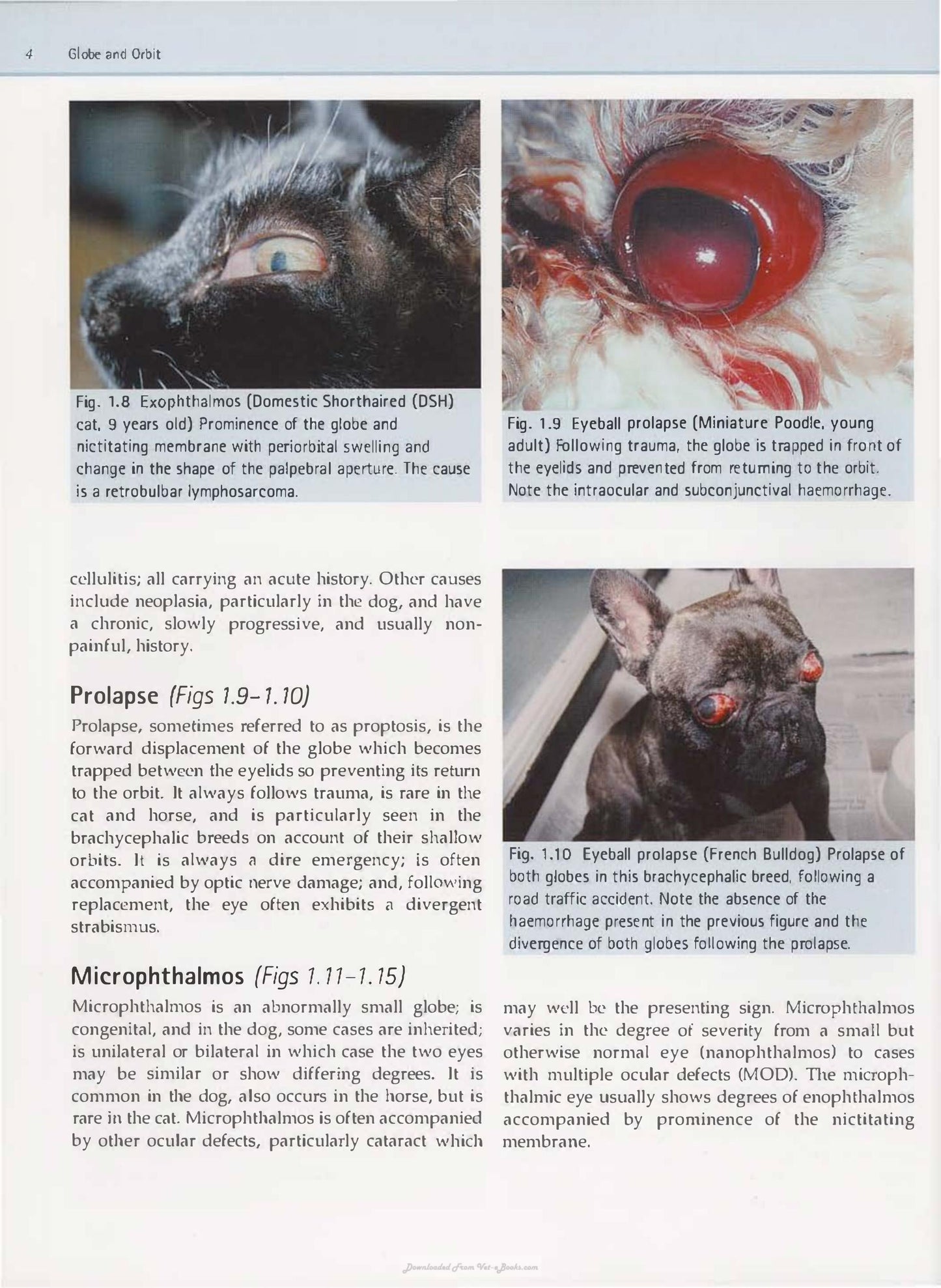 Diagnostic Atlas Of Veterinary Ophthalmology
