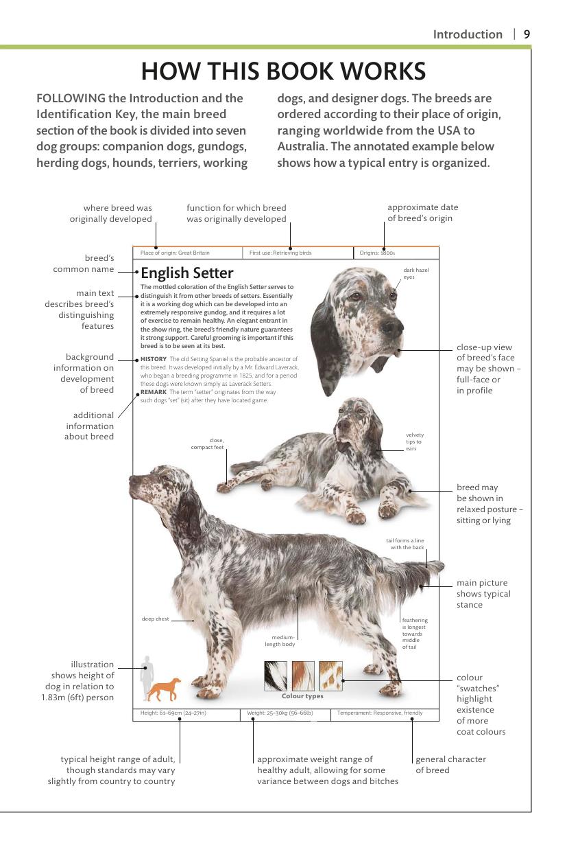 Dogs Dk Handbooks