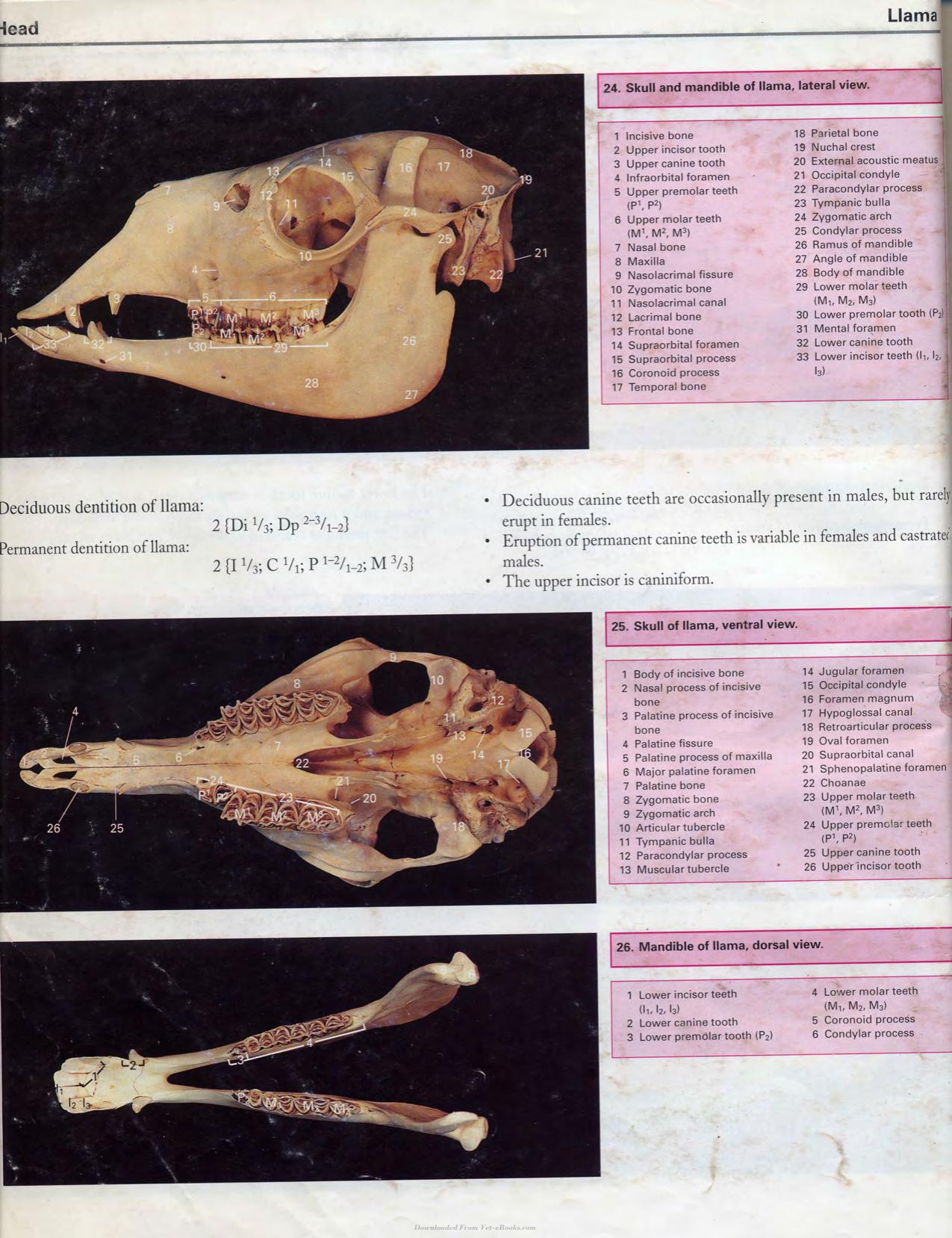 Color Atlas Of Large Animal Applied Anatomy 1St Edition