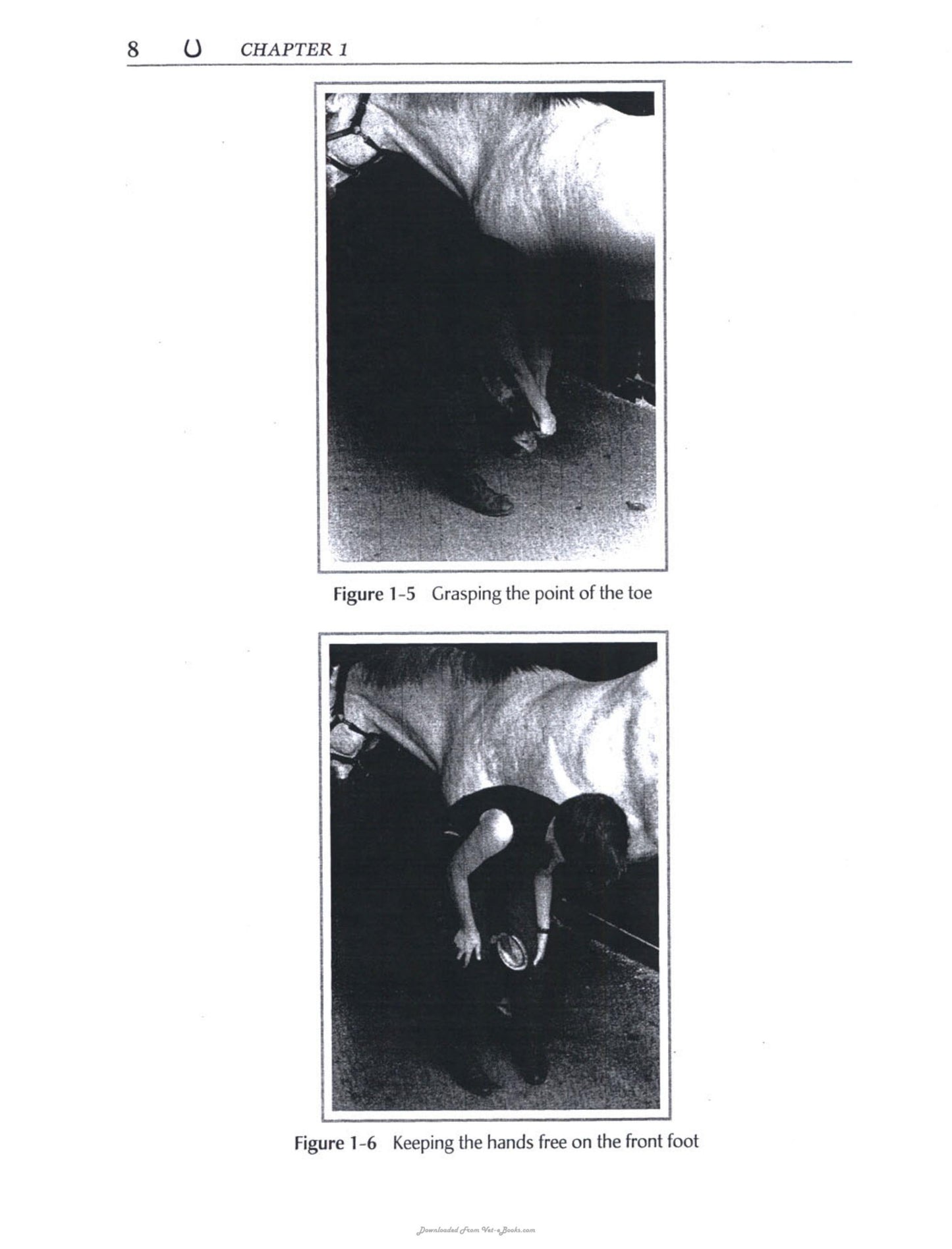 Equine Safety