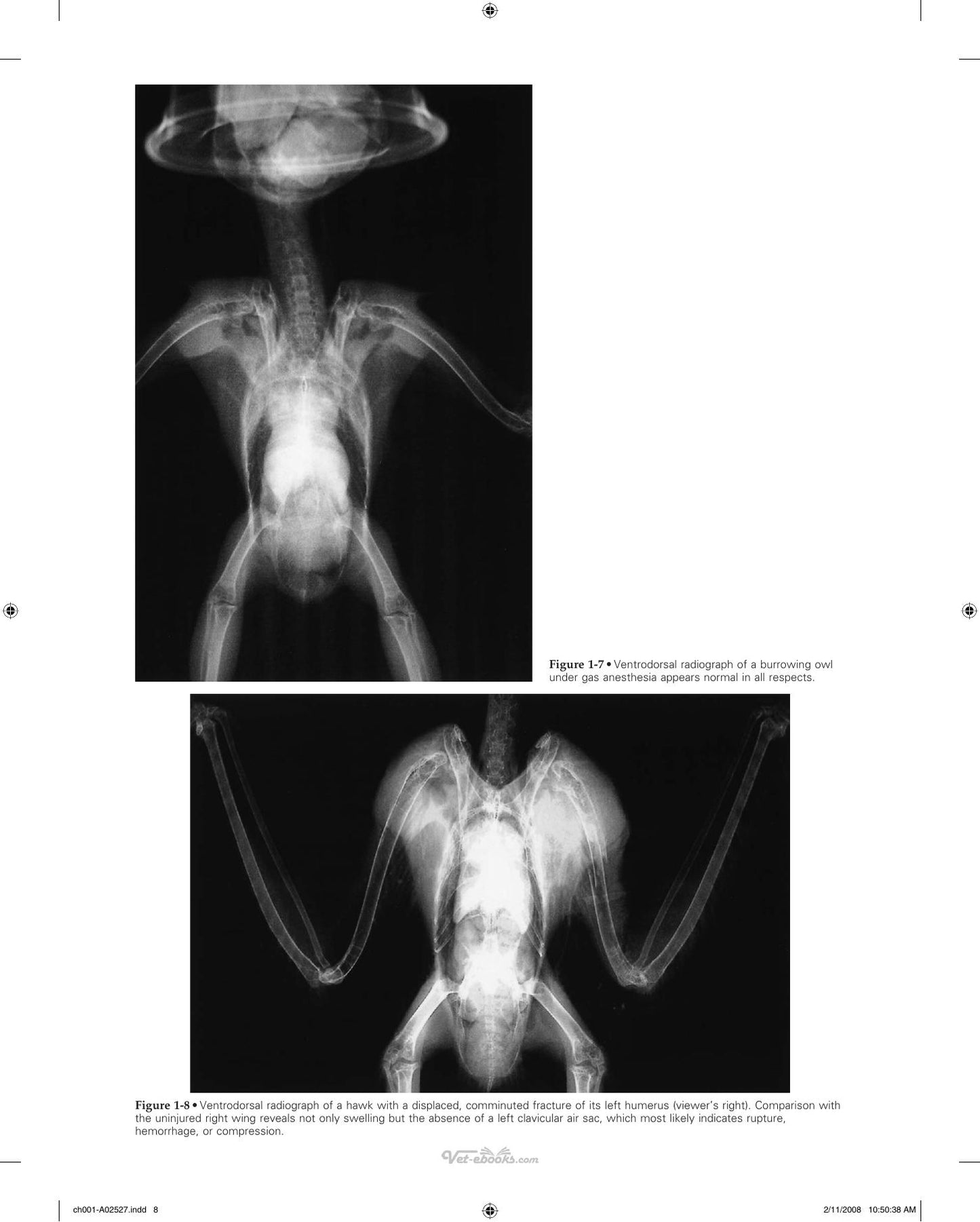 Veterinary Diagnostic Imaging Birds Exotic Pets And Wildlife
