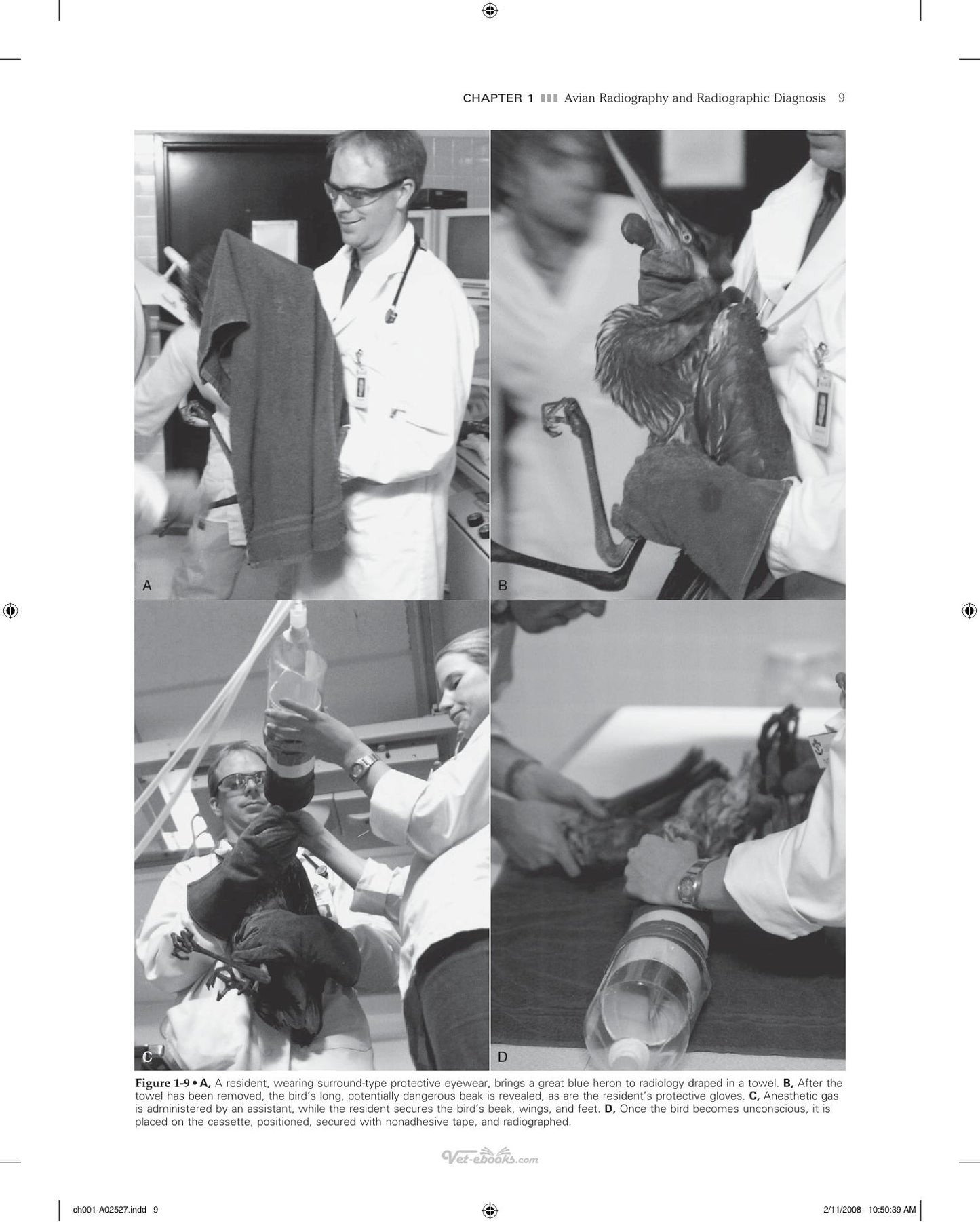 Veterinary Diagnostic Imaging Birds Exotic Pets And Wildlife