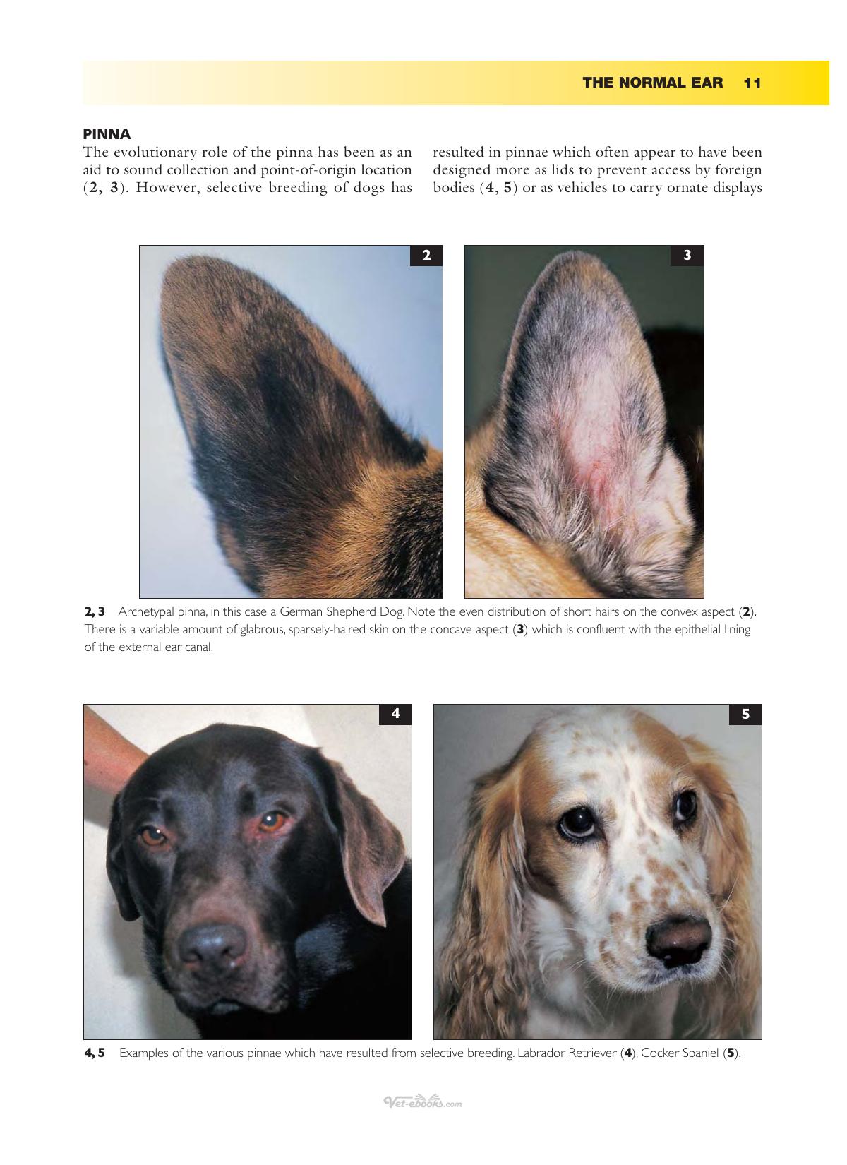 Ear Diseases Of The Dog And Cat