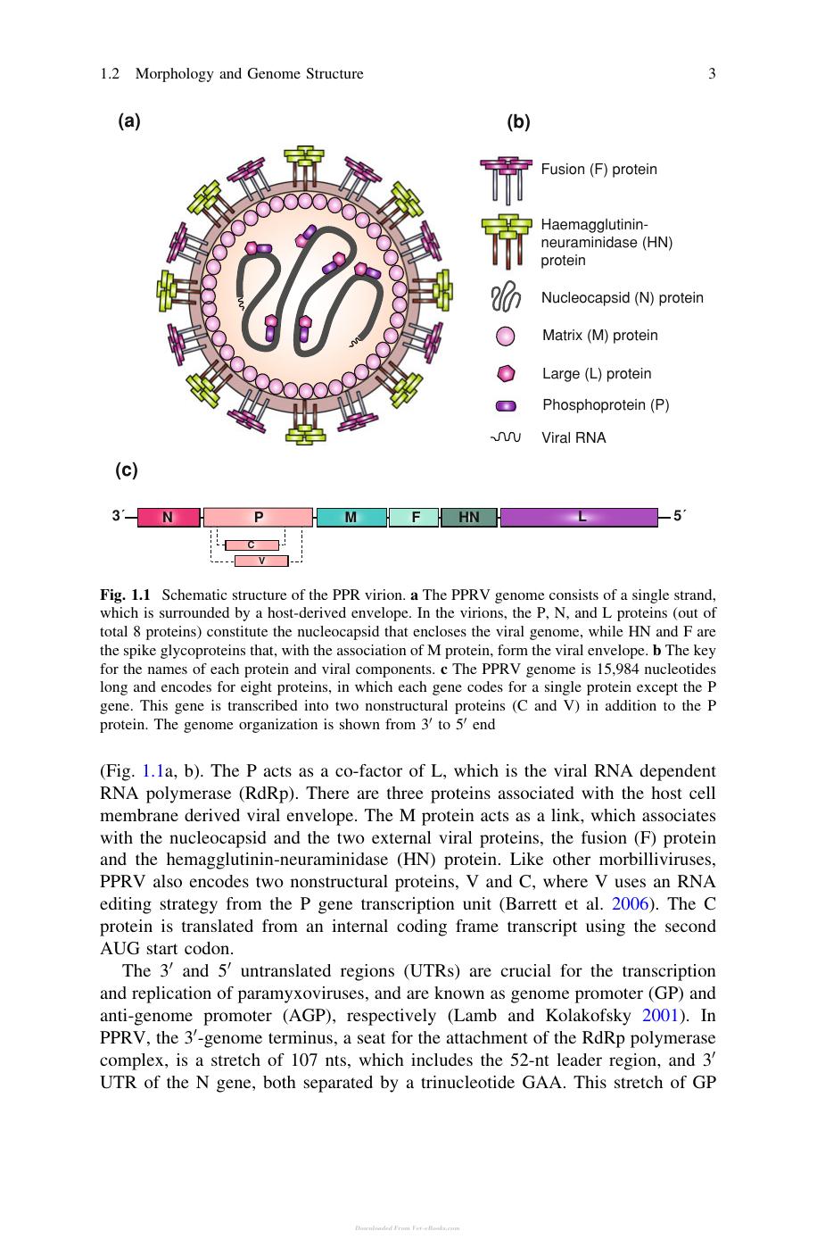 Molecular Biology And Pathogenesis Of Peste Des Petits Ruminants Virus