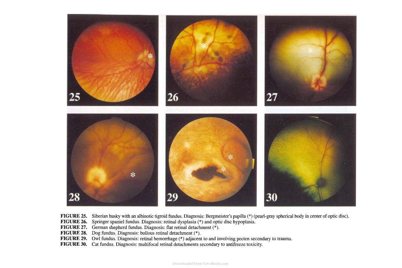 Small Animal Ophthalmology Secrets