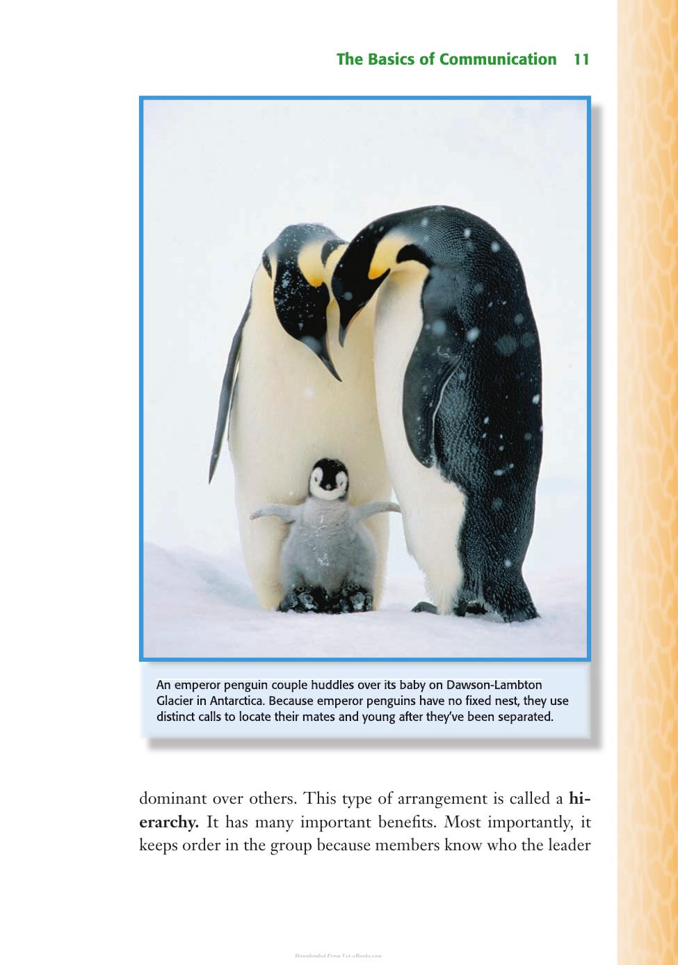 Animal Behavior Animal Communication