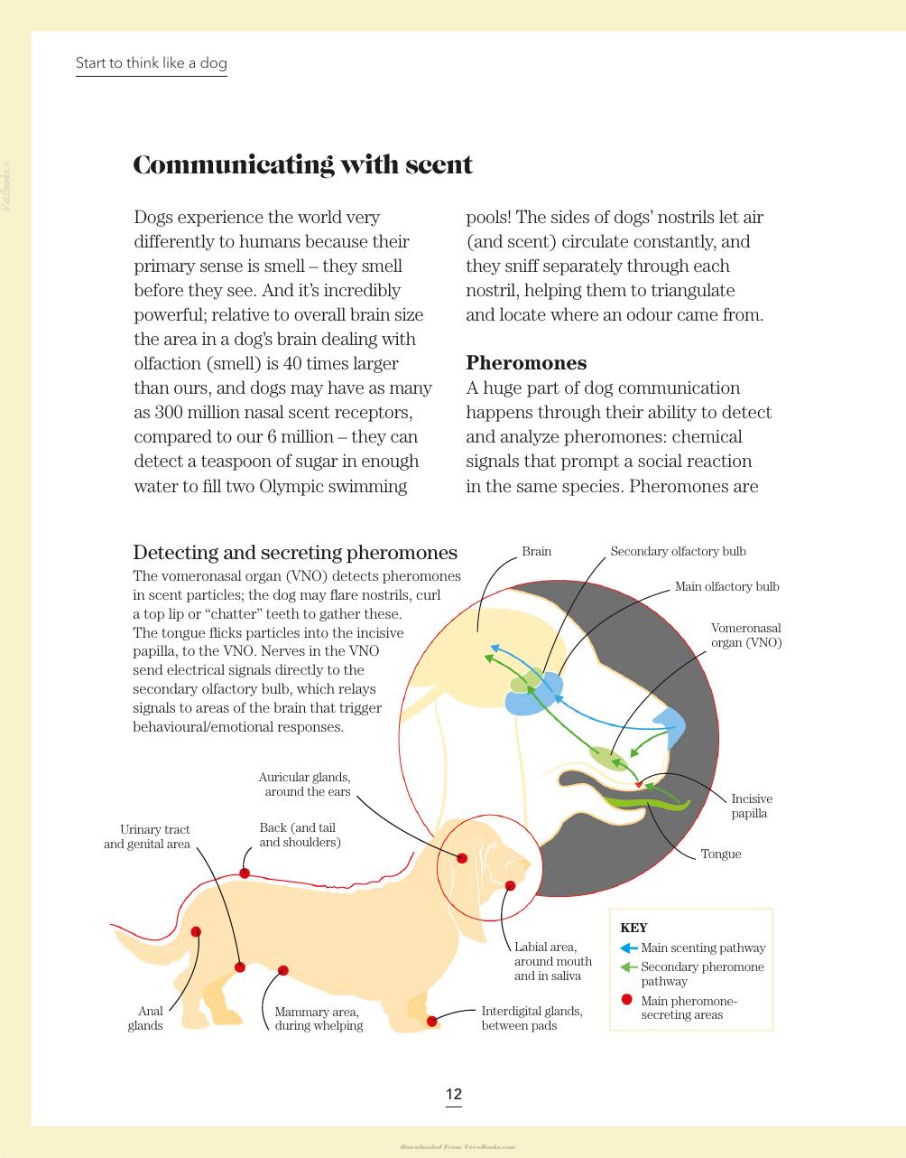 Whats My Dog Thinking Understand Your Dog To Give Them A Happy Life