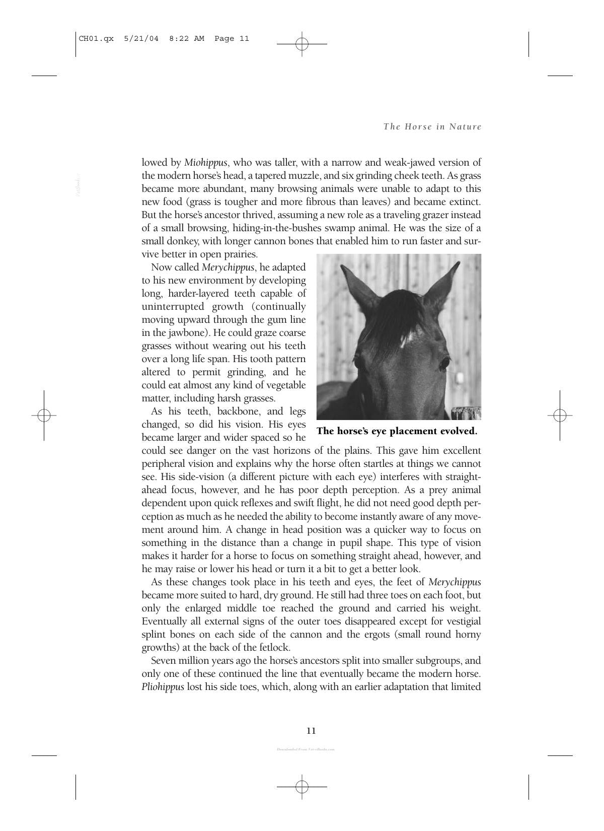 Care And Management Of Horses A Practical Guide For The Horse Owner