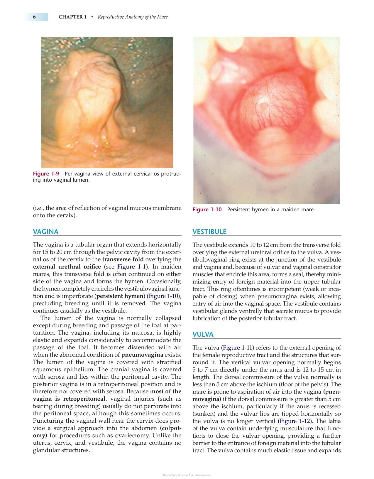 Manual Of Equine Reproduction 3Rd Edition