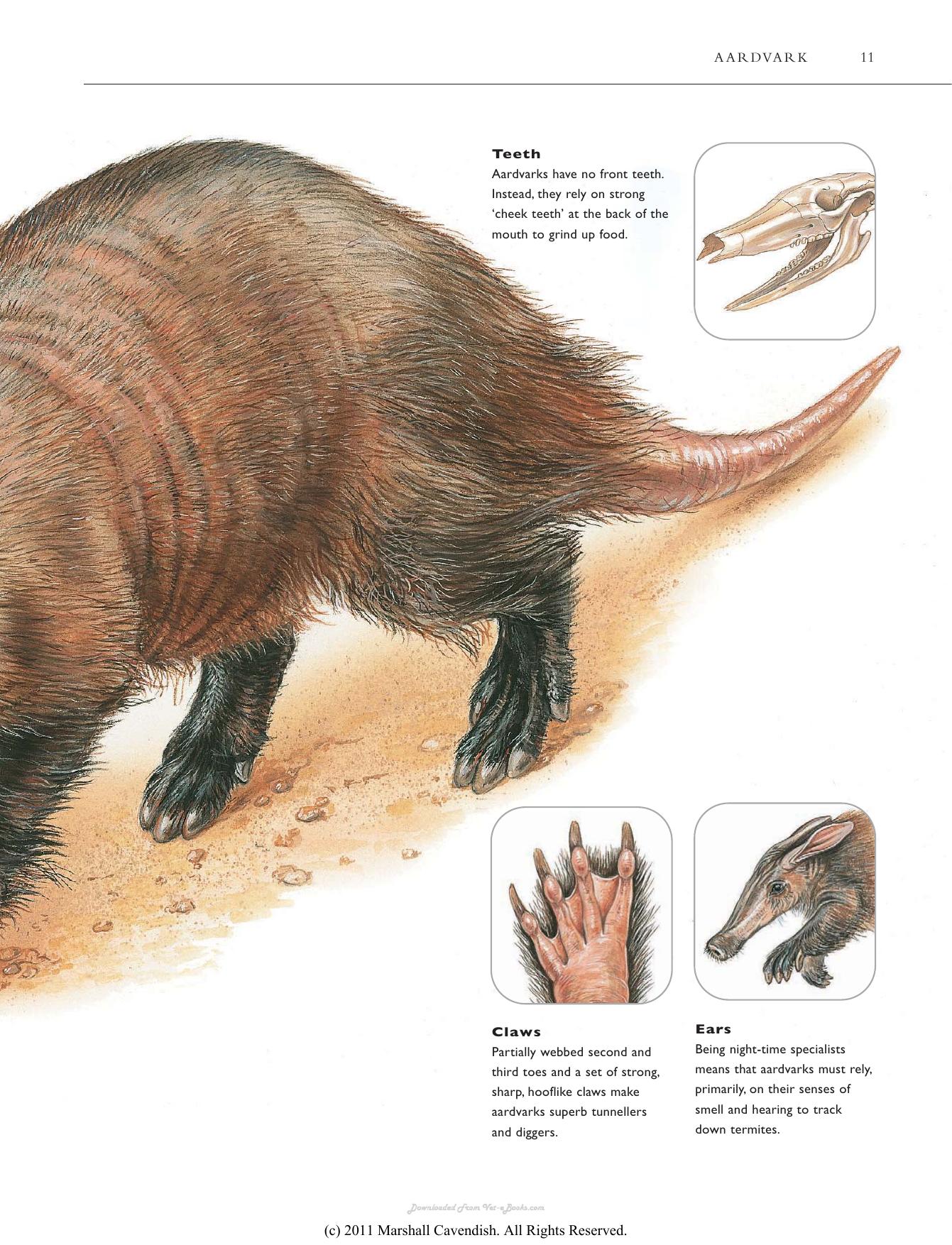 Atlas Of The Worlds Strangest Animals