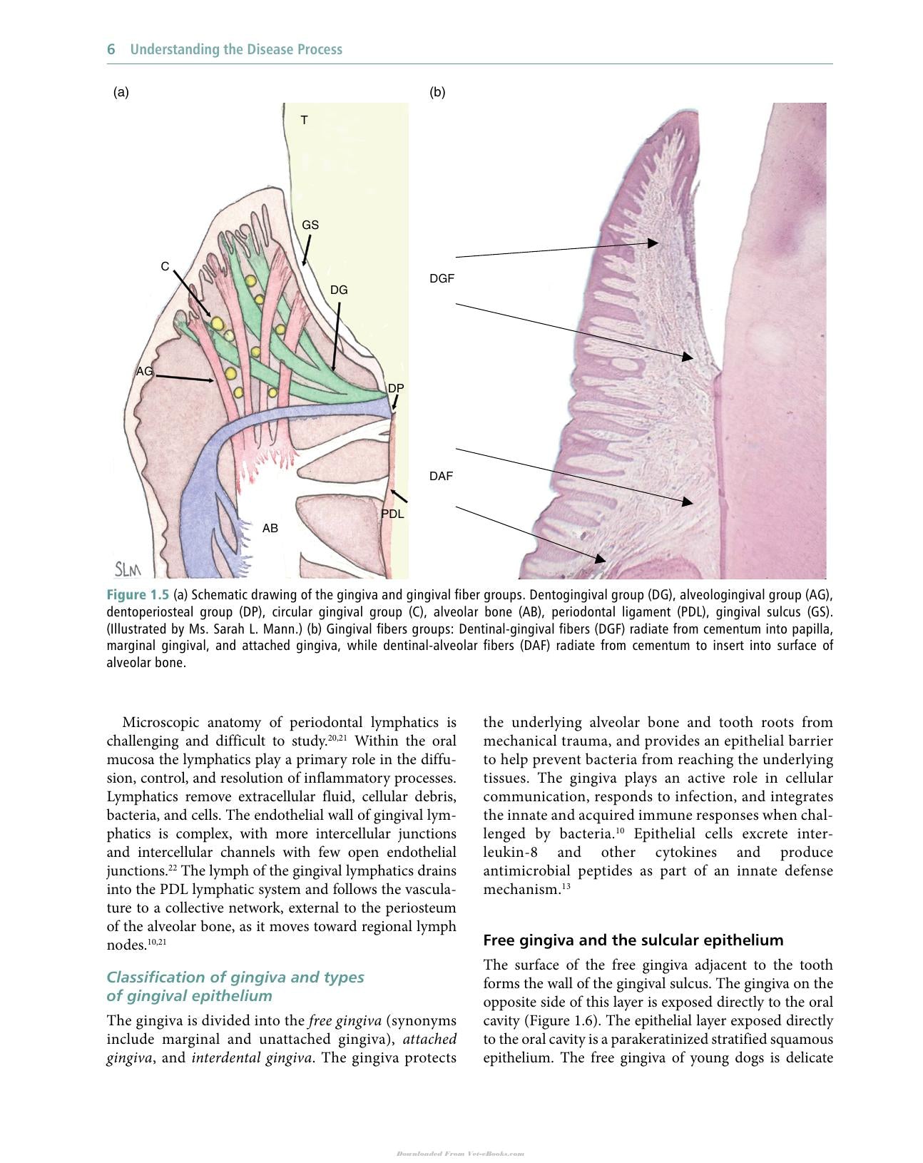 Veterinary Periodontology