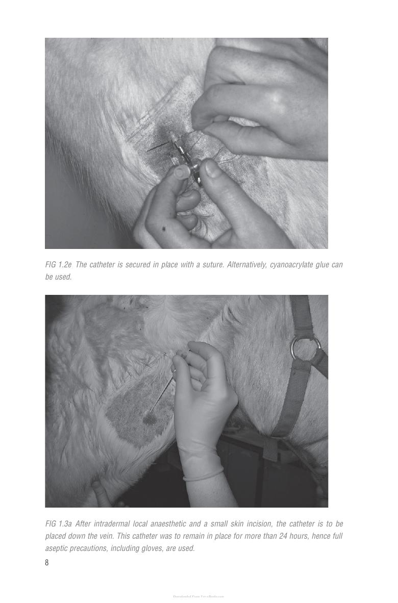 Handbook Of Equine Anaesthesia 2Nd