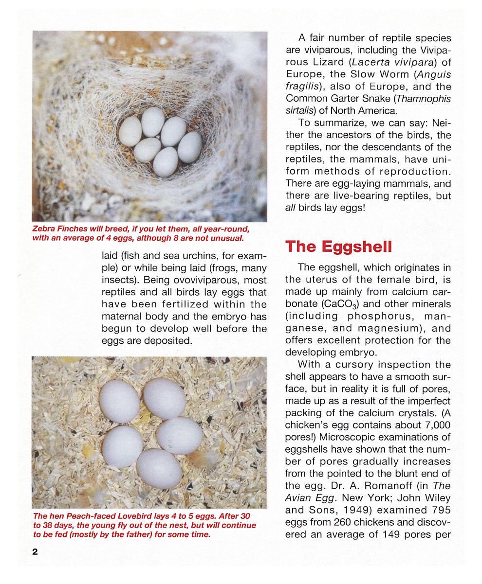 Hand Feeding And Raising Baby Birds Breeding Hand Feeding Care And Management