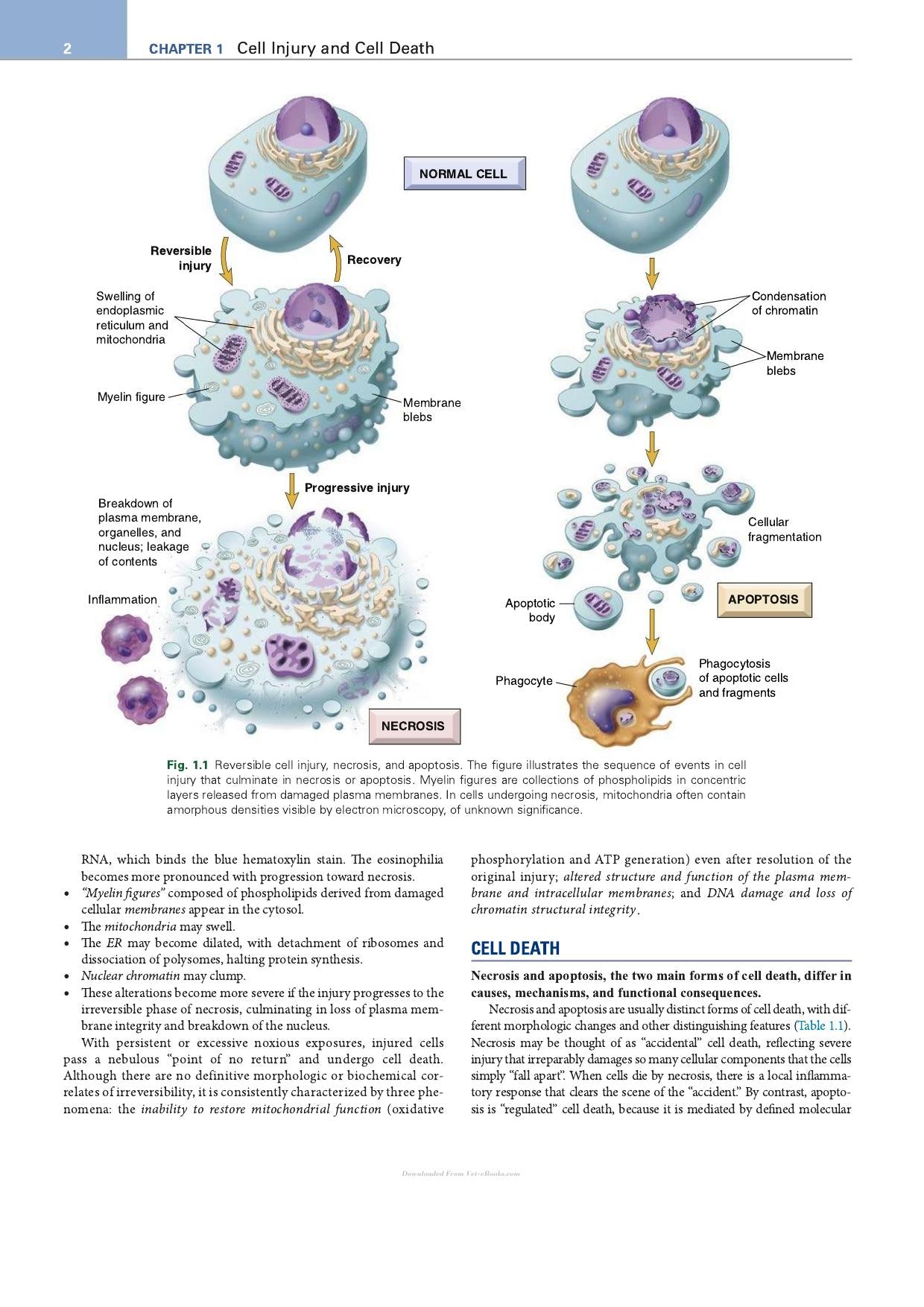 Robbins Essential Pathology