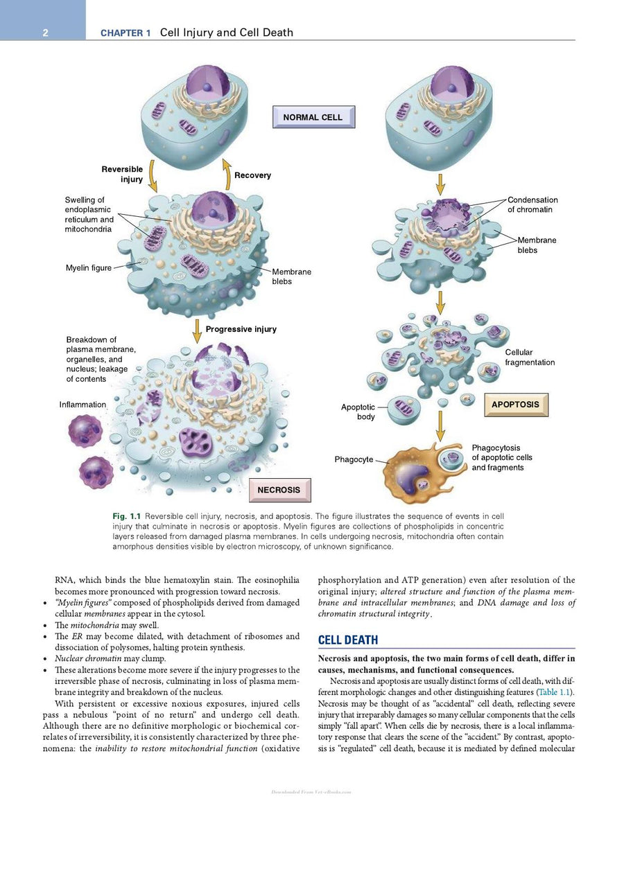 Preview page of Robbins Essential Pathology